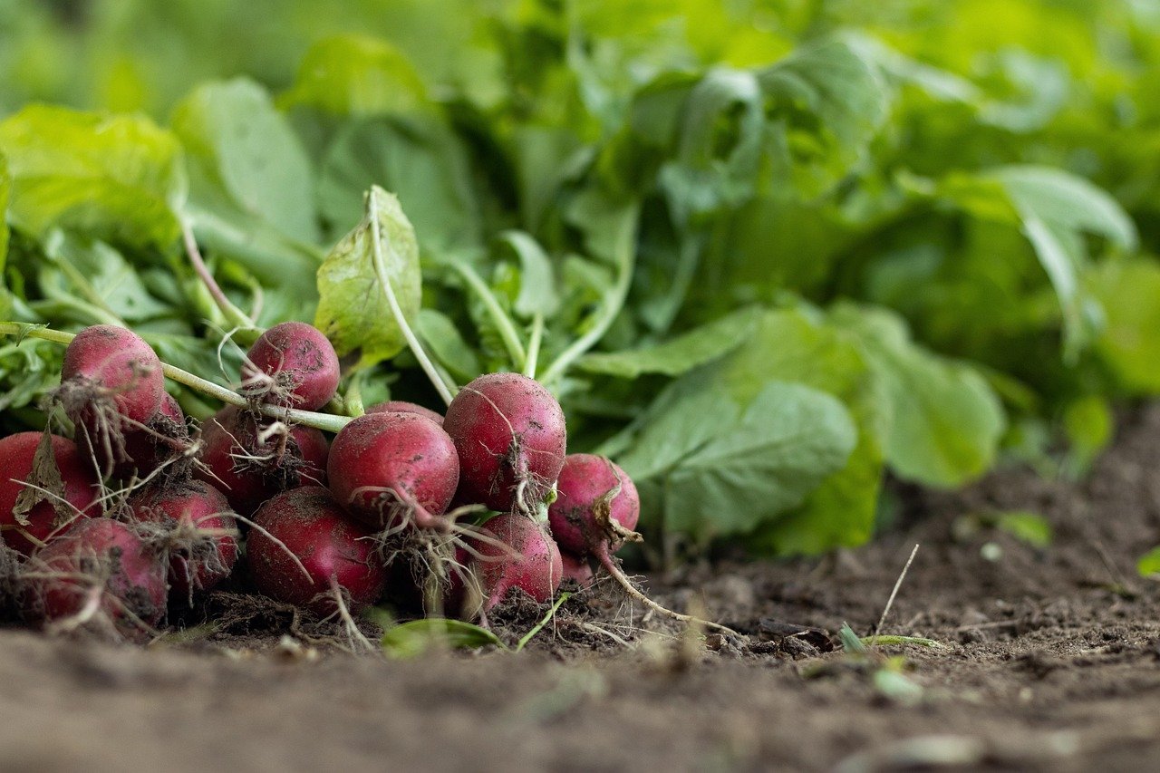 Back to Organic - Farming Awareness
