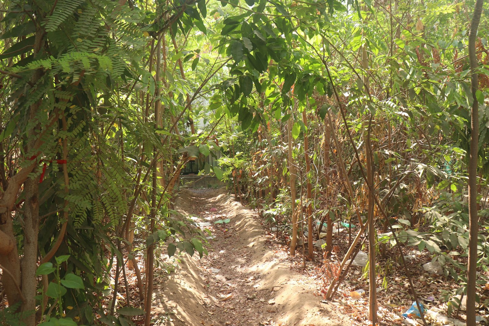 Volunteers planting native saplings