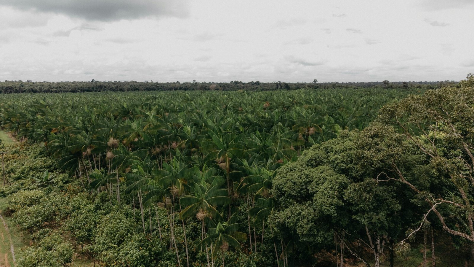 Agroforestry plantation on a farmer's land